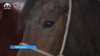 Жыл сайын жылкы семиртип, согумга деп мал баккан Бекен Кушубаков / ТАЛАС