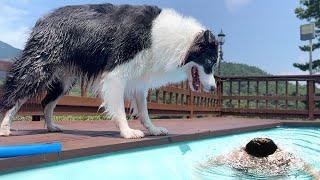 When the Smart Border Collie Realizes Her Owner Can’t Swim at All