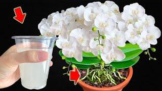 1 Cup Every Week! Orchids Have Never Bloomed So Much!