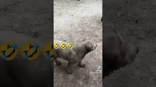 Наши маленькие поросята ... Питомник РАМЗЕС 
