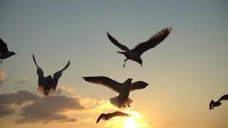 Birds Free Stock Footage - Beautiful Flying Birds Stock Footage (No Copyright)||Free To Use Videos