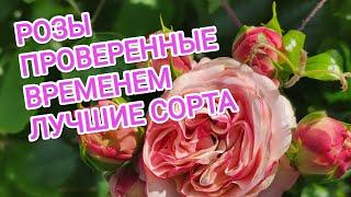 РОЗЫ. ЛУЧШИЕ СОРТА, ПРОВЕРЕННЫЕ ВРЕМЕНЕМ. ТОП 10+