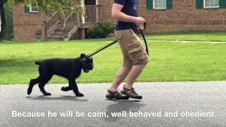 Fighting Prong Collar Corrections with Schnauzer