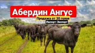 Абердин Ангус продажа КРС живым весом оптом по России и СНГ. Мясная порода крупно рогатого скота.