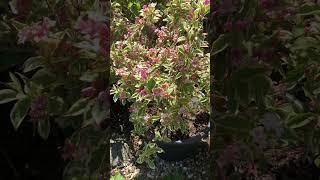Weigela”Florida variegata”
