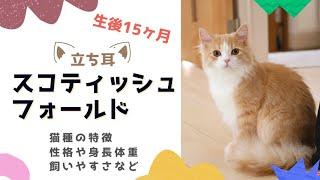 立ち耳スコティッシュフォールドの性格や特徴、１年暮らして分かったスコティッシュストレートの飼いやすさなどを紹介