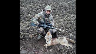 Hunting Coyote