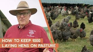 How to keep 1000 chickens for eggs on pasture | Joel Salatin