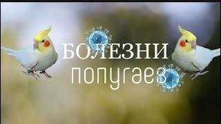 БОЛЕЗНИ попугаев