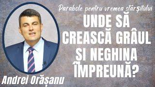 25. UNDE să crească grâul și neghina împreună? - Andrei Orasanu