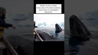 WOW!! Whale calls his buddy over for back scratches!!  #nature #naturelovers #naturephotography