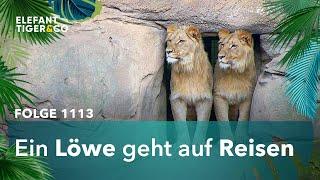 Löwe Amaru verlässt den Zoo Leipzig! (Folge 1113) | Elefant, Tiger & Co. | MDR