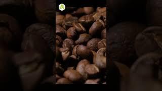 The Truth of Every Bean – Agsure Coffee Bean Analyzer in Action!