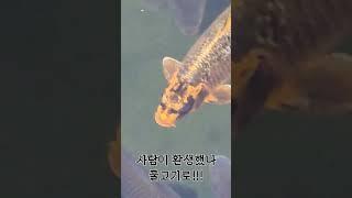#사람이여 #물고기 #환생 #신기한 #알수없는알고리즘