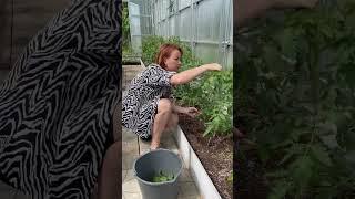 Убираем пасынки у томатов 