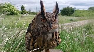 Profile of European Eagle owl in slow motion.