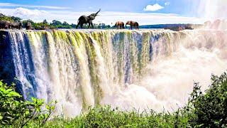 Secrets of the Zambezi: The Amazing Wildlife Along Africa’s Legendary River