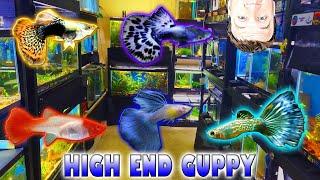 Just in! Tons of High End Guppies