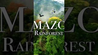 Amazon jungle interesting fact video #ROBIN_FACT #shorts