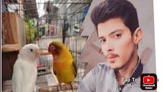 birds hens volging video morning  day zeshan pets info