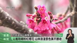 苗栗協雲宮櫻花盛開 粉紅美景可至2月中【客家新聞20250203】