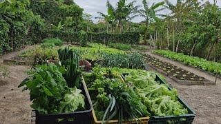 Colheita De Agrião, Rúcula, Almeirão, Espinafre, Alho Poró, Alface, cheiro e Couve #Colheita #Horta