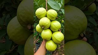 Guava Tree Propagation: A Guide to Growing from Cuttings