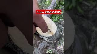 Why so expensive this tree , agar tree inoculation process , #agriculture #farming #agarwood #tree