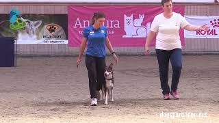 Qualification - Elin Johnsson + Tellervos Absolute Yolo/Border Collie - Sweden