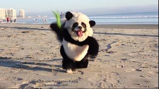Panda Puppy Attacks California Beach!