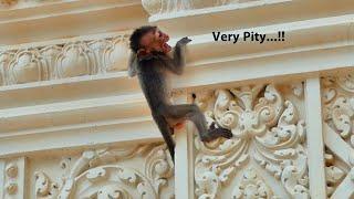 My God ! Baby tiny monkey crying out scary fall down - when he tries to cling up on high the temple