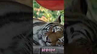 범궁 : 태범이가 안놀아줘서 심심한 무궁 ㅠ (백두대간수목원 호랑이숲 호랑이) korea tiger #shorts