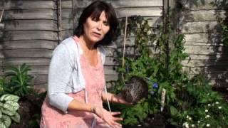 Top tips for planting perennials