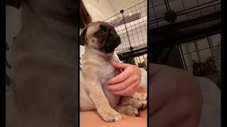 Sleepy pug mid rub #pugs #pug #newpuppy #cutepugs #puglover #pugoftheday