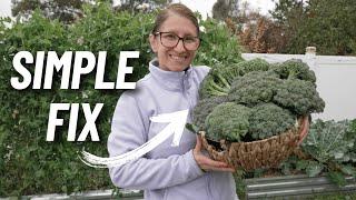 Why Your Broccoli Stays Small And How To Fix It