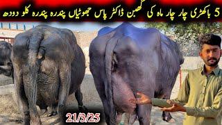 5 bakhri or 4 maah ki ghaabn dojan jhotiyan for sel|باکھڑی اور گھبن جھوٹیاں|Earn from buffalo