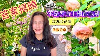 什麼情況玫瑰主根剪不得？Erin與玫瑰界名人探討鏟根剪主根的重大問題！答案就是…