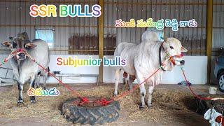 1 జాతా SSR BULLS సుంకి సురేంద్ర రెడ్డి గా (ASP) subjuniors పత్తిపాడు