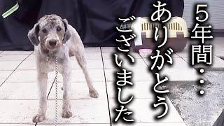 土手に捨てられた犬と5年間一緒に暮らしてきた結果こうなりました...