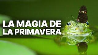 La magia de la primavera | Historias de animales