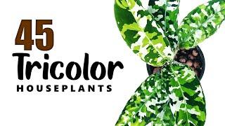 FANTASTIC TRICOLOR FOLIAGE HOUSEPLANTS | HERB STORIES