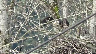 02/26/25 Bald Eagles Nesting (Shift Change) Kent Wa 3109-164