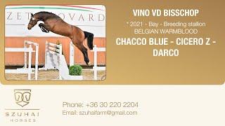 CHACCO BLUE x CICERO Z 2021 LICENSED BREEDING STALLION  HORSE FOR SALE