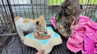 From Rubble to Recovery: Trapped Cat Family Rescue, A Tale of Survival | LTT Animal- Rescue
