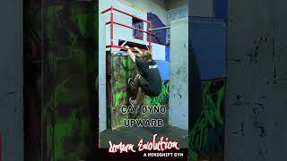 Cat dyno up