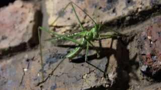 Predatory Winged Katydid (Clonia Wahlbergi)