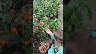 полезные, дачные радости, согласны?)) #дача #верея #garden #лето #лето #gardening #food #огород