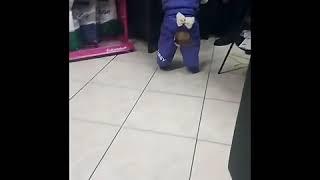 Груминг и стрижка кокер спаниеля