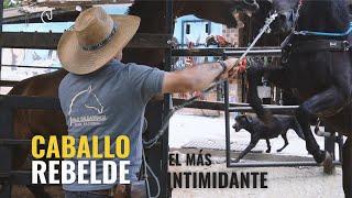 EL MÁS INTIMIDANTE CABALLO REBELDE   - E4