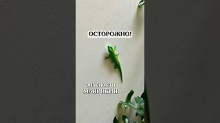 ОПАСНОСТИ МАВРИКИЯ  #маврикий #опасность #остров #цифровойкочевник